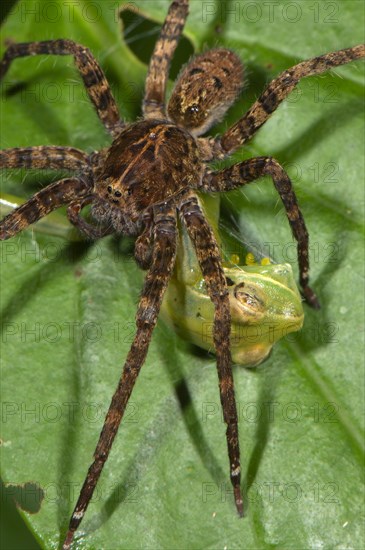 Wandering Spider (Ctenidae sp.)