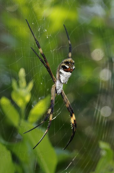 Silver Argiope (Argiope argentata)