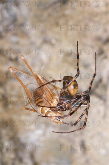 European Cave Spider (Meta menardi)