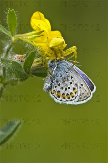 Crab Spider (Thomisus onustus)