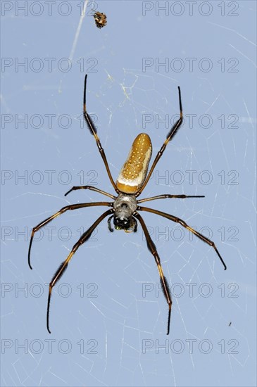 Golden Silk Spider (Nephila clavipes)