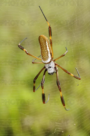 Golden Silk Spider (Nephila clavipes)