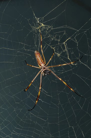 Golden Silk Spider (Nephila clavipes)