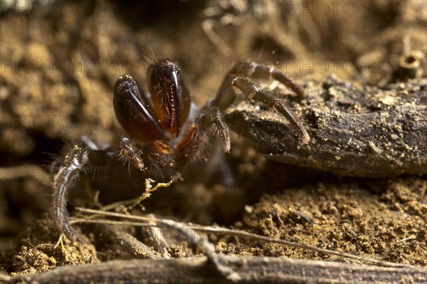 Purse-web Spider (Atypus sp.)