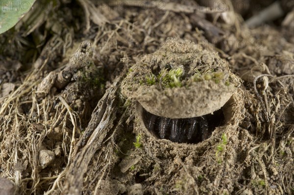 Moggridge's Trapdoor Spider (Cteniza moggridgei)