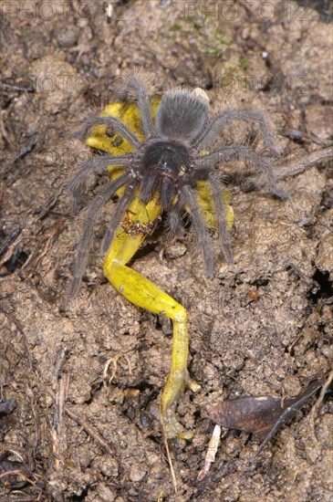 Peruvian Tarantula (Pamphobeteus sp.)