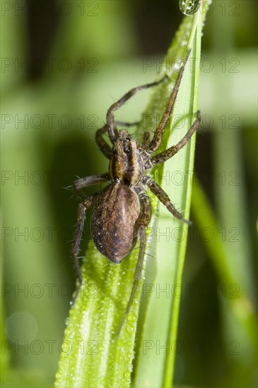 Field Wolfspider (Pardosa agrestis)