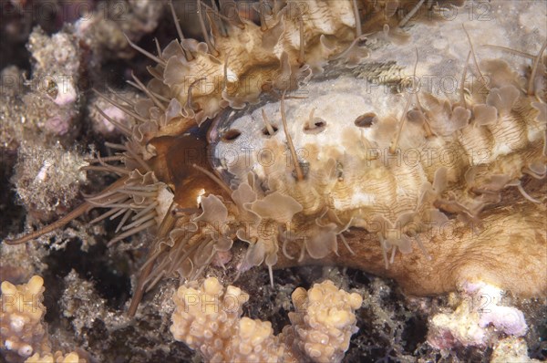 Ass's-ear Abalone (Haliotis asinina)