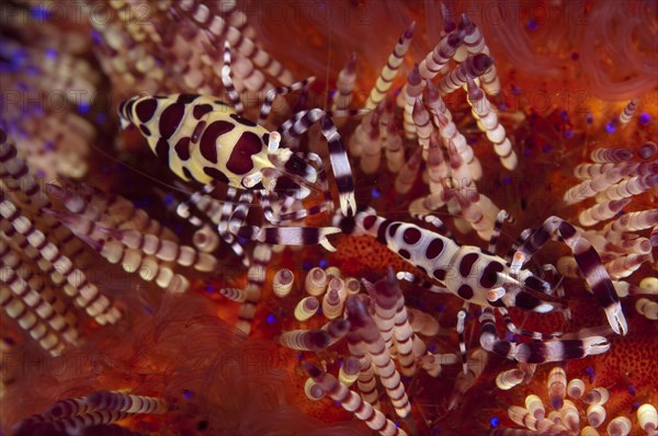 Coleman's Shrimp (Periclimenes colemani)