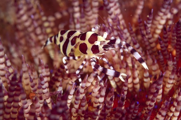 Coleman's Shrimp (Periclimenes colemani)