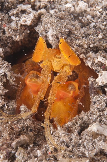 Golden Spearing Mantis Shrimp (Lysiosquilloides mapia)