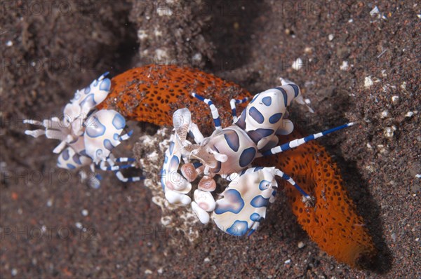 Harlequin Shrimp (Hymenocera elegans)