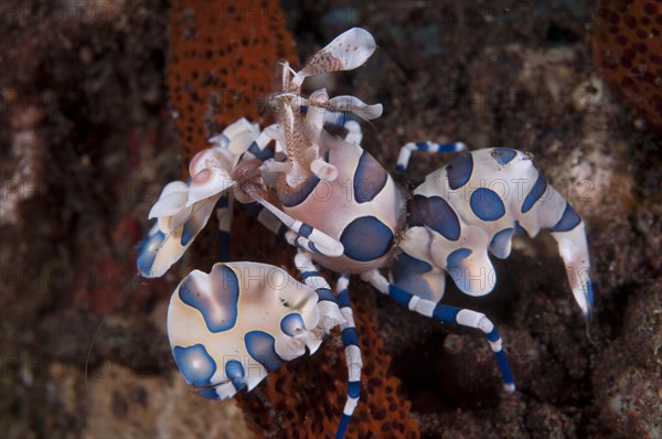 Harlequin Shrimp (Hymenocera elegans)