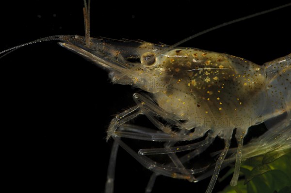 Brackish-water Prawn (Palaemonetes varians)