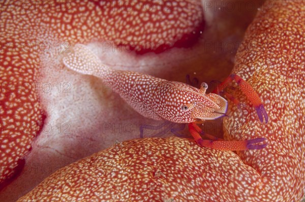 Imperial Shrimp (Periclimenes imperator)