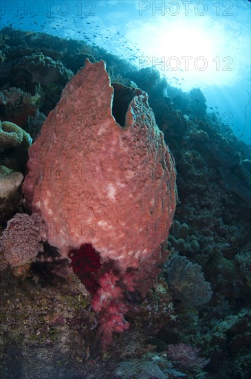 Red Barrel Sponge (Xestospongia testudinaria)