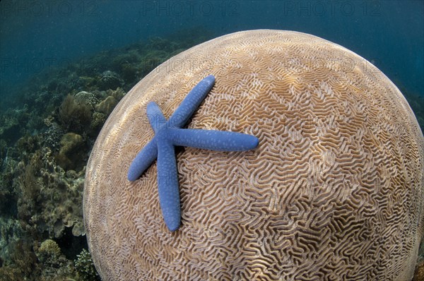 Blue Starfish (Linckia laevigata)