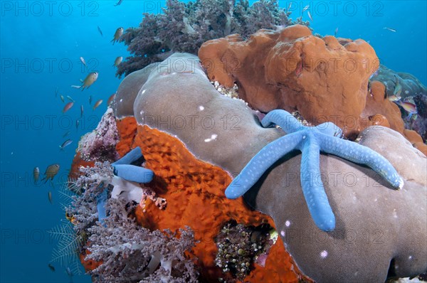 Blue Starfish (Linckia laevigata)