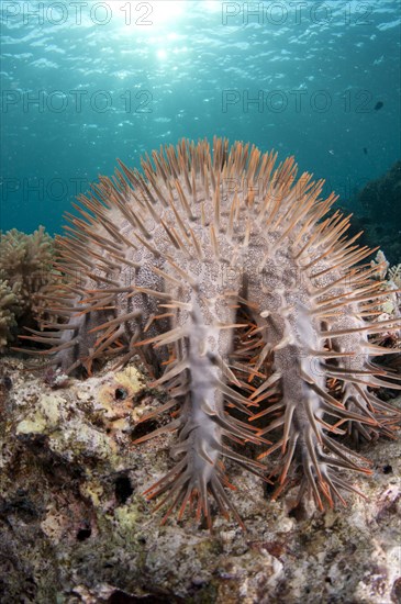 Crown-of-thorns Starfish (Acanthaster planci)