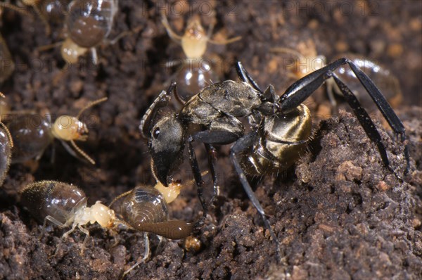 Ant (Formicidae sp.)