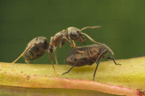 Black Garden Ant (Lasius niger)