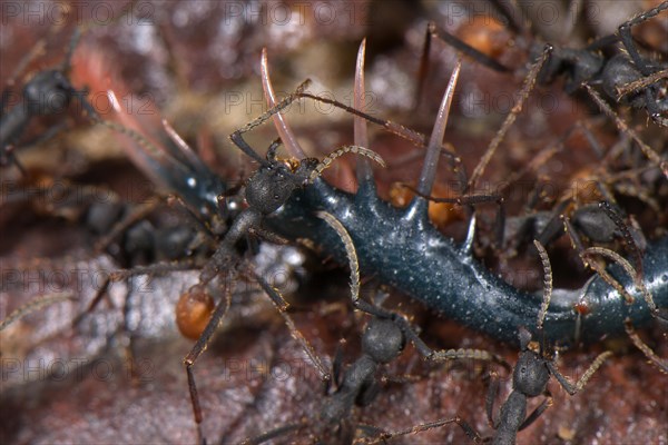 Army Ant (Eciton burchelli)