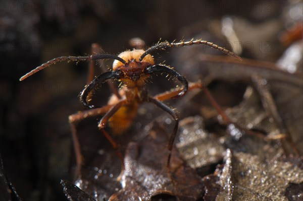 Army Ant (Eciton burchelli)