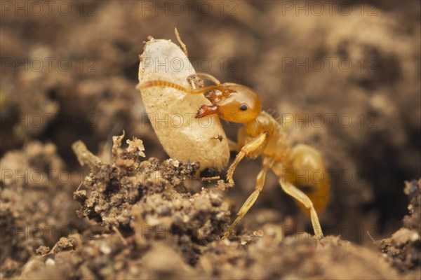 Yellow Meadow Ant (Lasius flavus)