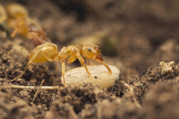 Yellow Meadow Ant (Lasius flavus)