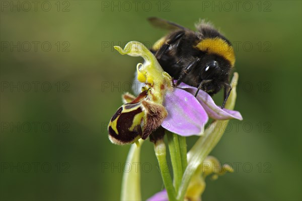 Bumblebee (Bombus sp.)