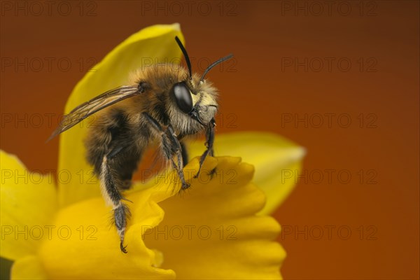 Hairy-footed Flower Bee (Anthophora plumipes)