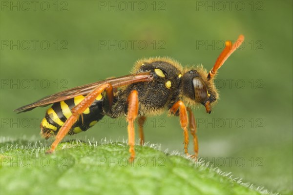 Nomad Bee (Nomada sp.)