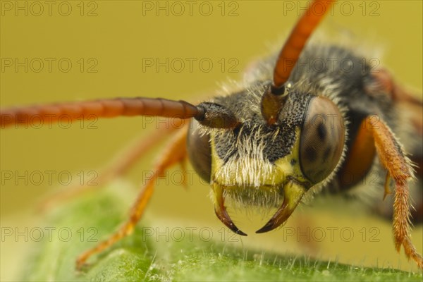 Nomad Bee (Nomada sp.)