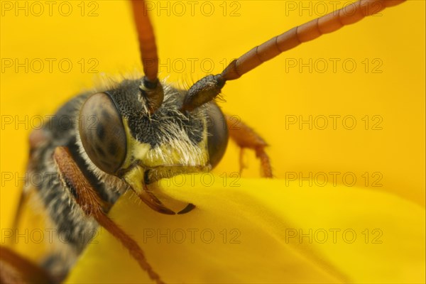 Nomad Bee (Nomada sp.)