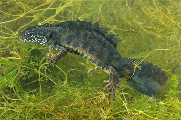 Italian Crested Newt (Triturus carnifex)