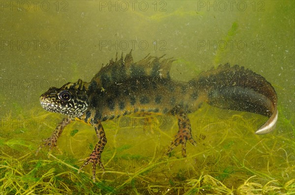 Italian Crested Newt (Triturus carnifex)