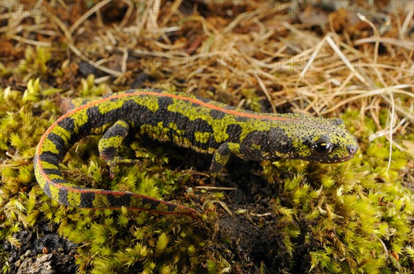 Marbled Newt (Triturus marmoratus)