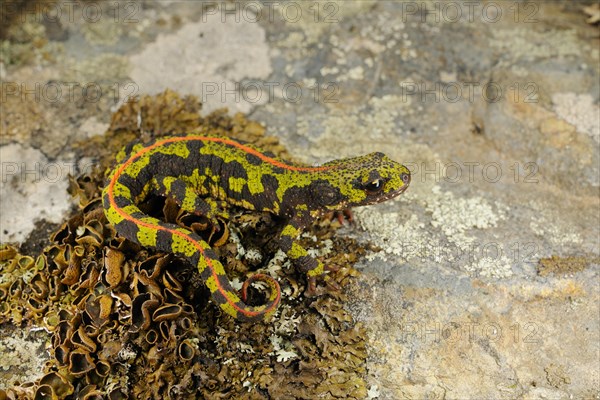 Marbled Newt (Triturus marmoratus)