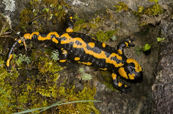 Fire Salamander (Salamandra salamandra)