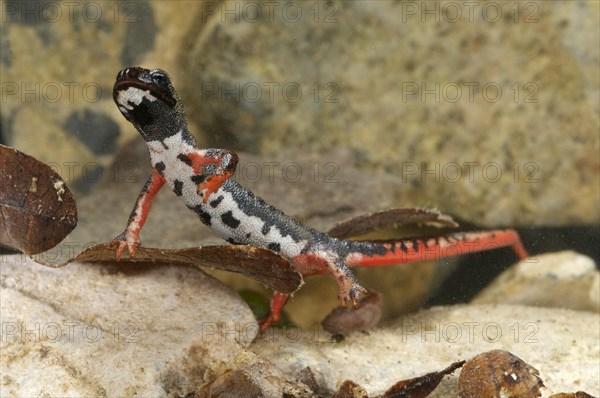 Northern Spectacled Salamander (Salamandrina perspicillata)