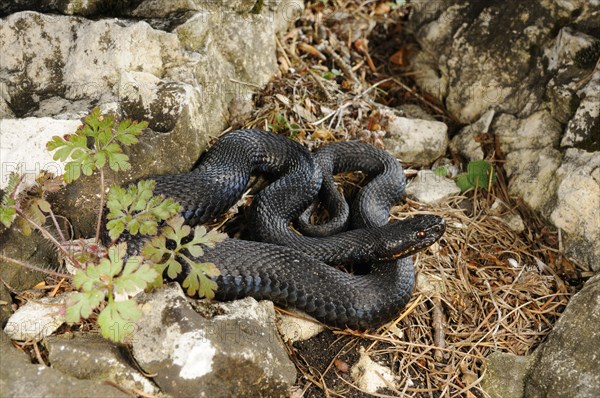 European Adder (Vipera berus)