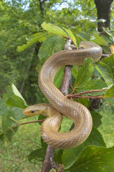 Aesculapian Snake (Zamenis longissimus)