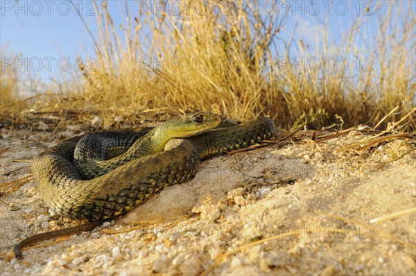 Montpellier snake (Malpolon monspessulanus)