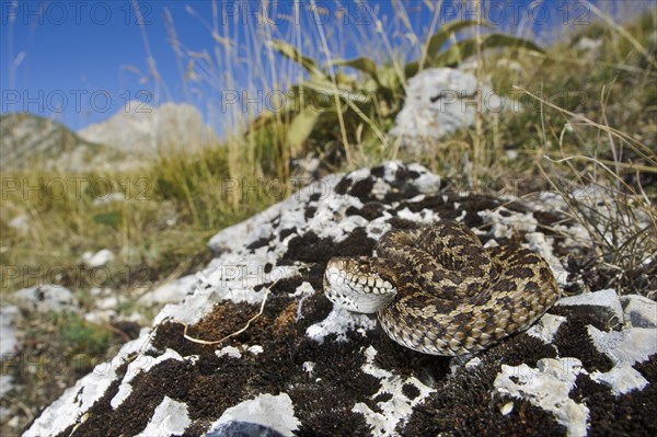 Orsini's Viper (Vipera ursinii)