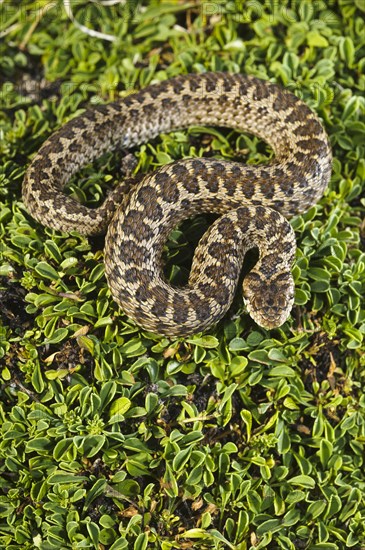 Orsini's Viper (Vipera ursinii)