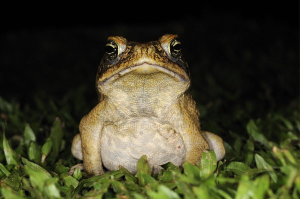 Cane Toad (Rhinella marina