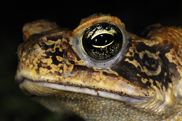 Cane Toad (Rhinella marina