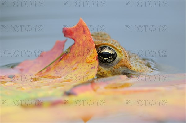 Cane Toad (Rhinella marina