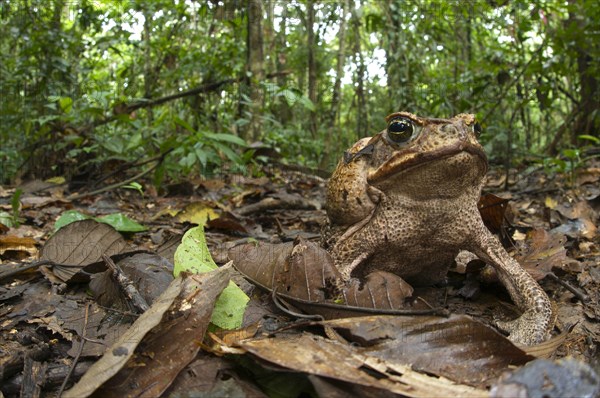 Cane Toad (Rhinella marina