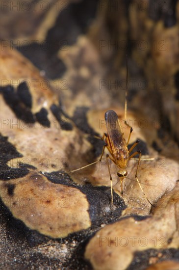 Cane Toad (Rhinella marina